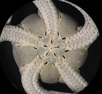 Media type: image; Invertebrate Zoology OPH-6154